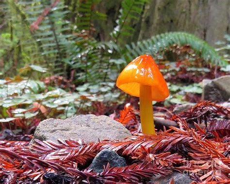 The Witch Hat Mushroom: A Symbol of Transformation